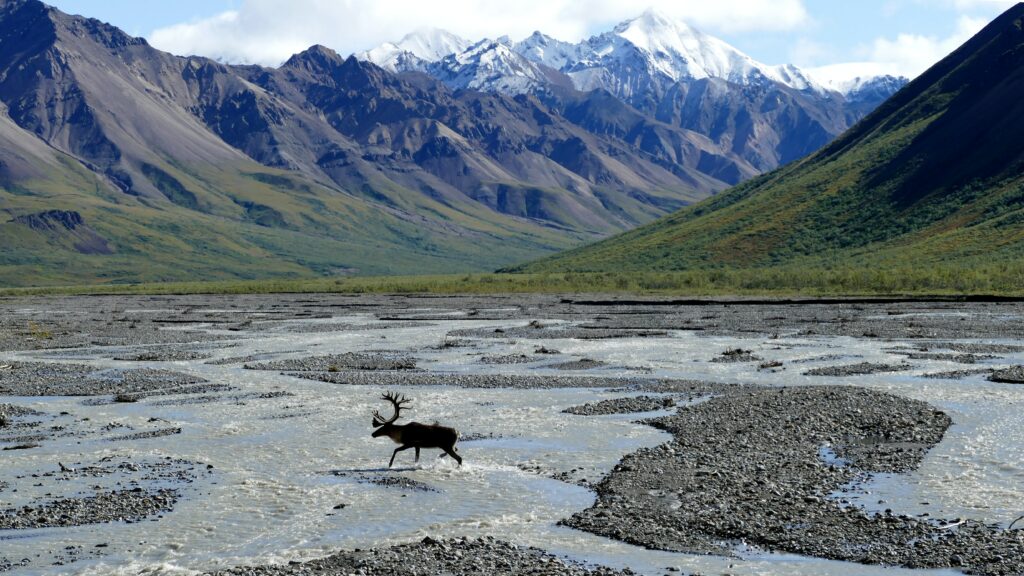 a moose walking through streams flowing in front of snow-capped mountains at denali national park in alaska for an elopement