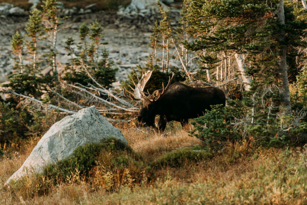 A moose walks out of the forest at Lake Isabelle